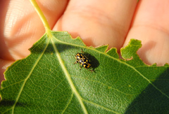 Pachybrachis tessellatus