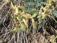 Astragalus gibbsii