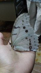 Morpho polyphemus