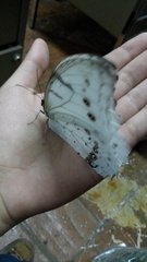 Morpho polyphemus