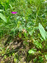 Geranium sanguineum