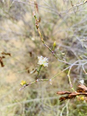 Lachnaea eriocephala
