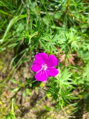 Geranium sanguineum