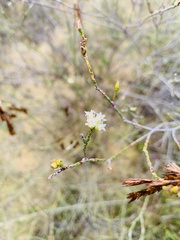 Lachnaea eriocephala