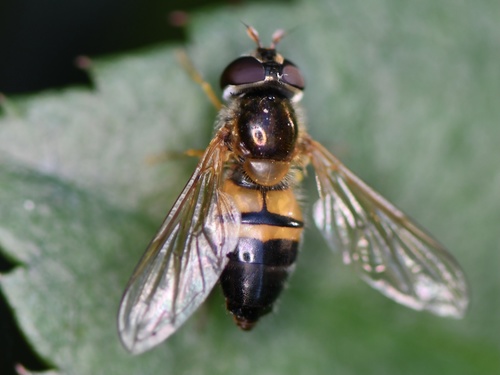 Epistrophe eligans nuotrauka