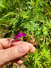 Geranium sanguineum