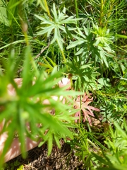 Geranium sanguineum
