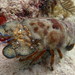Spanish Lobster - Photo (c) Selene E. Jacobo Cabral, some rights reserved (CC BY-NC-ND), uploaded by Selene E. Jacobo Cabral