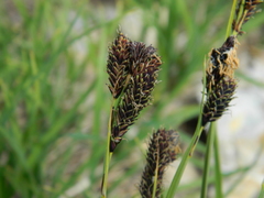 Carex paysonis