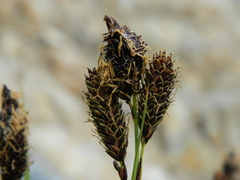 Carex paysonis