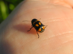 Cryptocephalus anticus