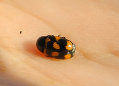 Cryptocephalus anticus