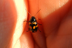 Cryptocephalus anticus