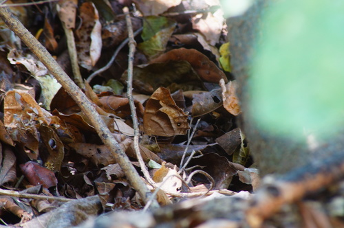 Hook-lined Satyr