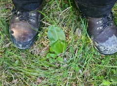 Platanthera chlorantha