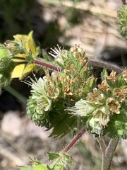 Phacelia mutabilis
