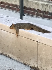Sciurus niger