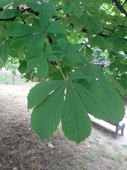 Aesculus hippocastanum