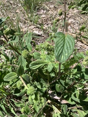 Phacelia mutabilis