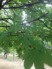 Aesculus hippocastanum