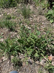 Phacelia mutabilis