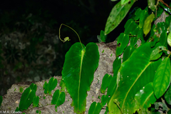 Monophyllaea pendula