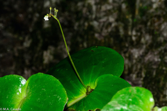 Monophyllaea pendula