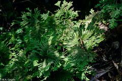 Selaginella intermedia