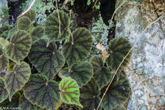 Begonia conipila
