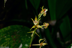 Plocoglottis