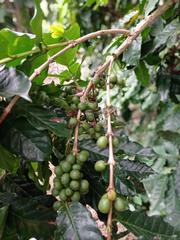 Coffea arabica