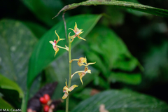 Plocoglottis