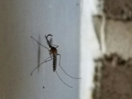 House Mosquito Complex photo 4