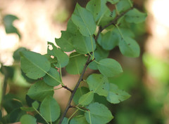 Pyrus cordata