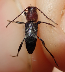 Chlorophorus ruficornis