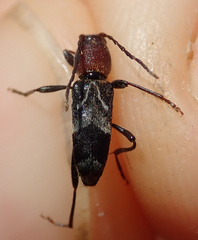 Chlorophorus ruficornis
