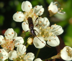 Molorchus umbellatarum