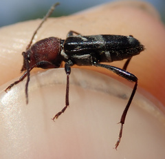 Chlorophorus ruficornis