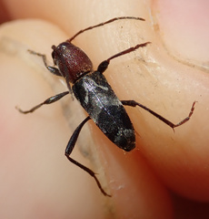 Chlorophorus ruficornis