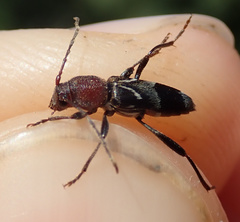 Chlorophorus ruficornis