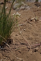Allium howellii clokeyi