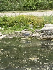 Ardea herodias