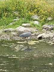 Ardea herodias