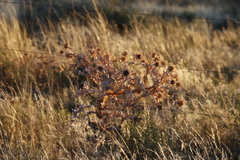 Berkheya onopordifolia