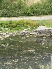 Ardea herodias