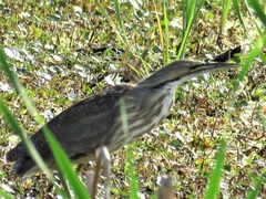 Botaurus lentiginosus image