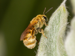 Halictus subauratus