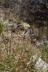 Allium howellii clokeyi