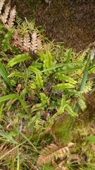 Elaphoglossum dimorphum
