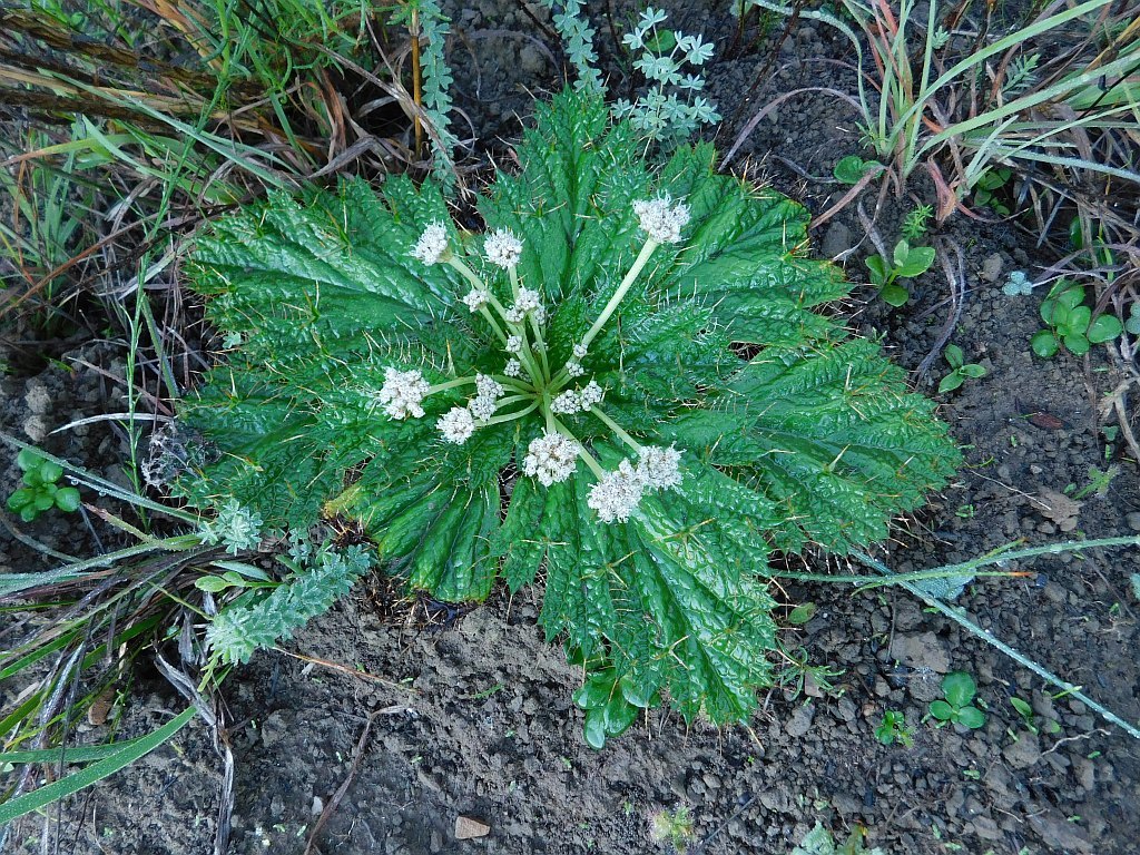Saniculeae